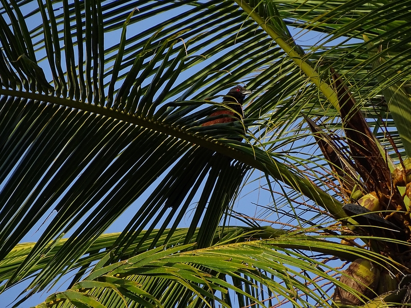 Greater coucal