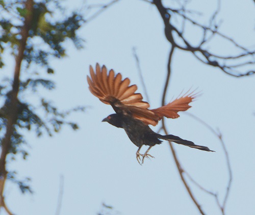 Greater coucal