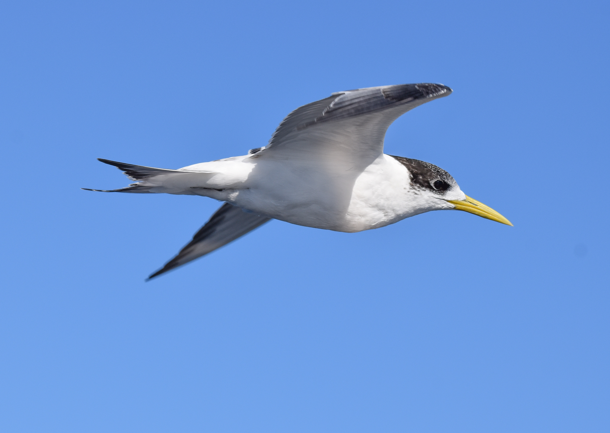 Greater Crested Tern