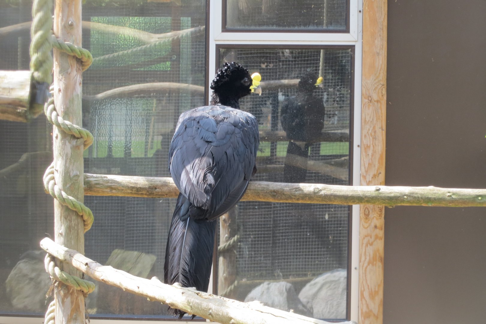 Greater curassow 100819