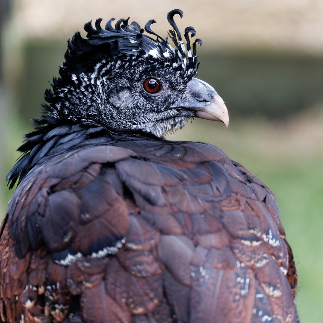 Greater Curassow / 27-1-22 / Hamerton
