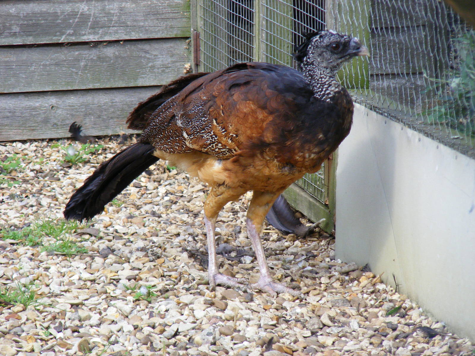 Greater curassow at Hamerton Zoo, 12 September 2010
