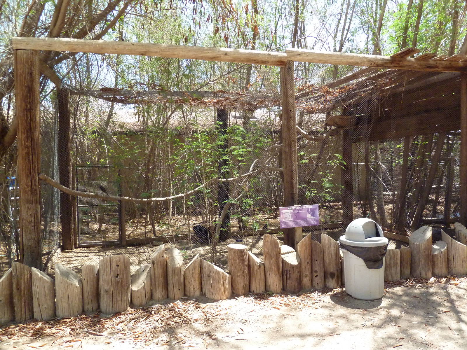 Greater Curassow Exhibit