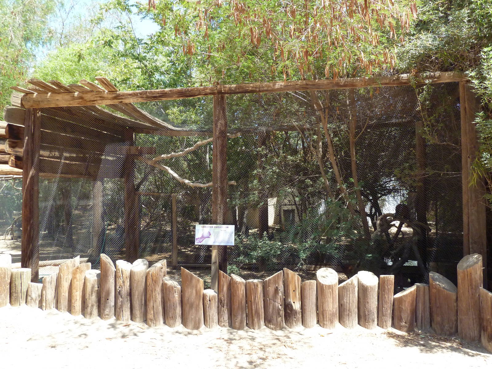 Greater Curassow Exhibit