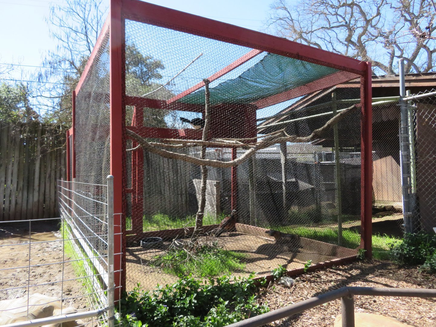 Greater Curassow Exhibit