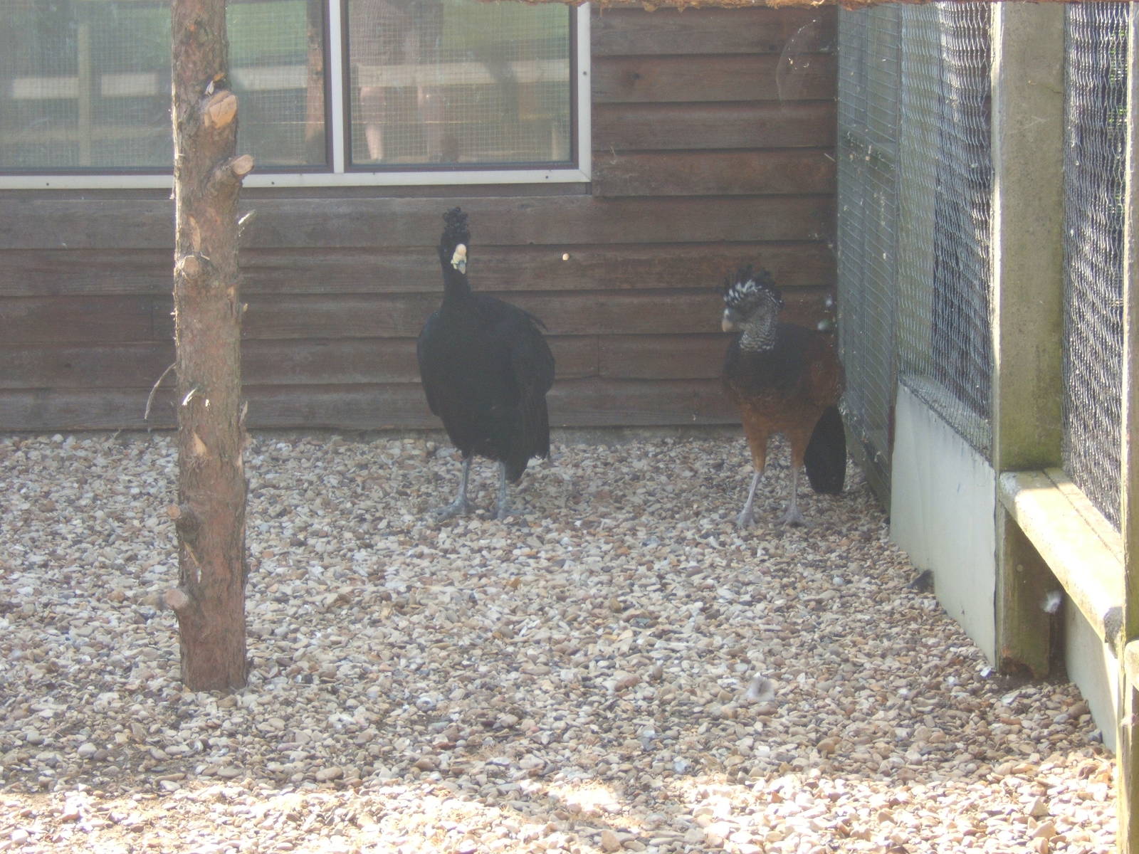 Greater Curassow