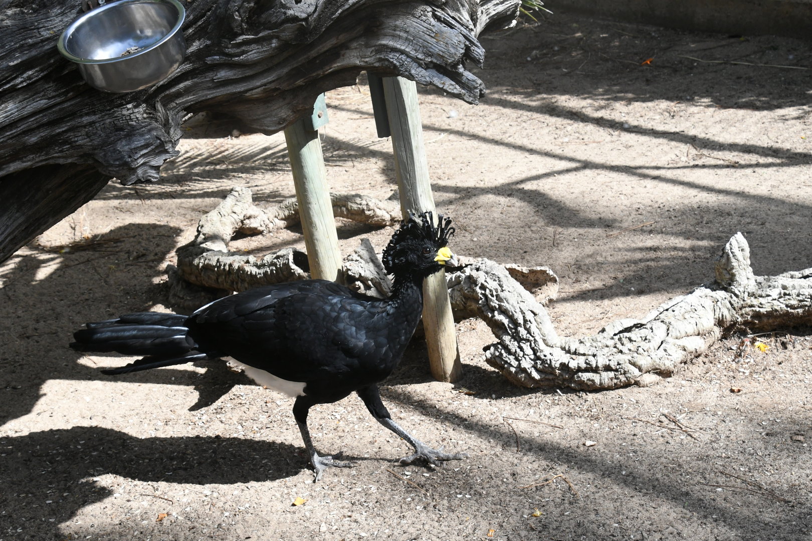 Greater Curassow