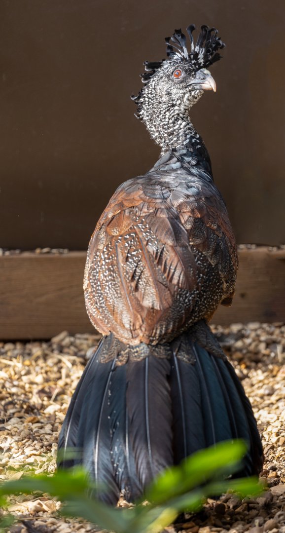 Greater Currasow (F) / Hamerton / 7-10-21