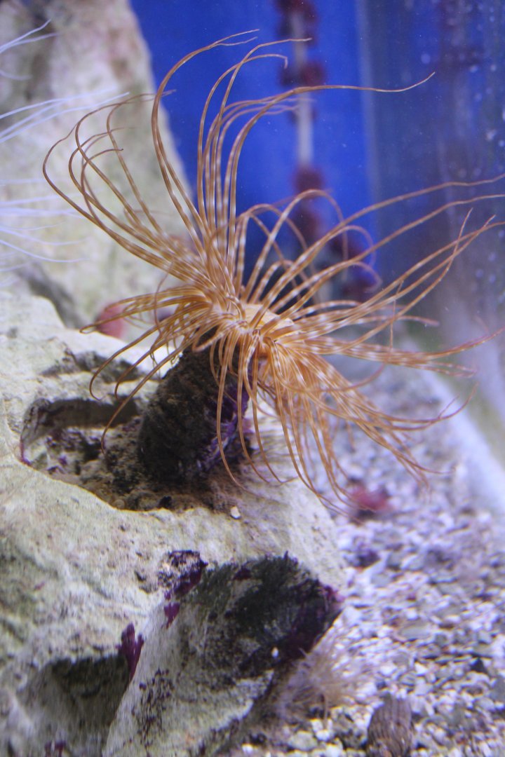 Greater cylinder-anemone