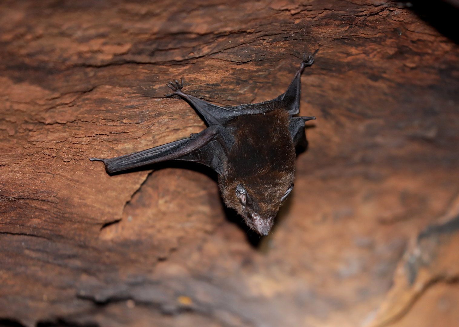 greater dog-like bat (Peropteryx kappleri)