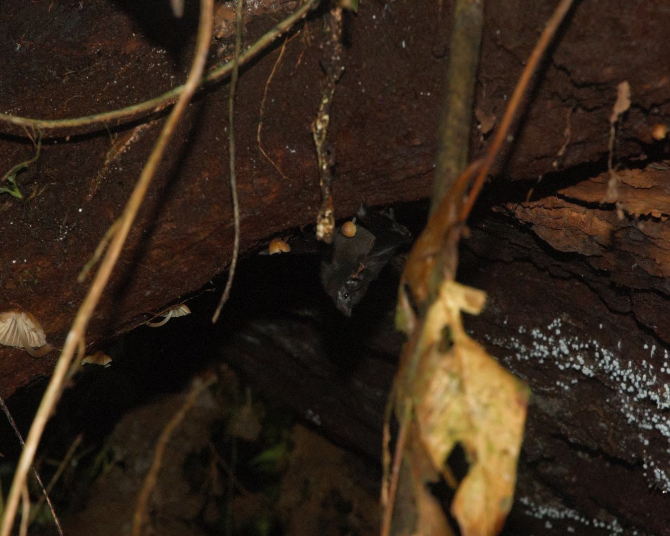Greater Doglike Bat (Peropteryx kappleri)