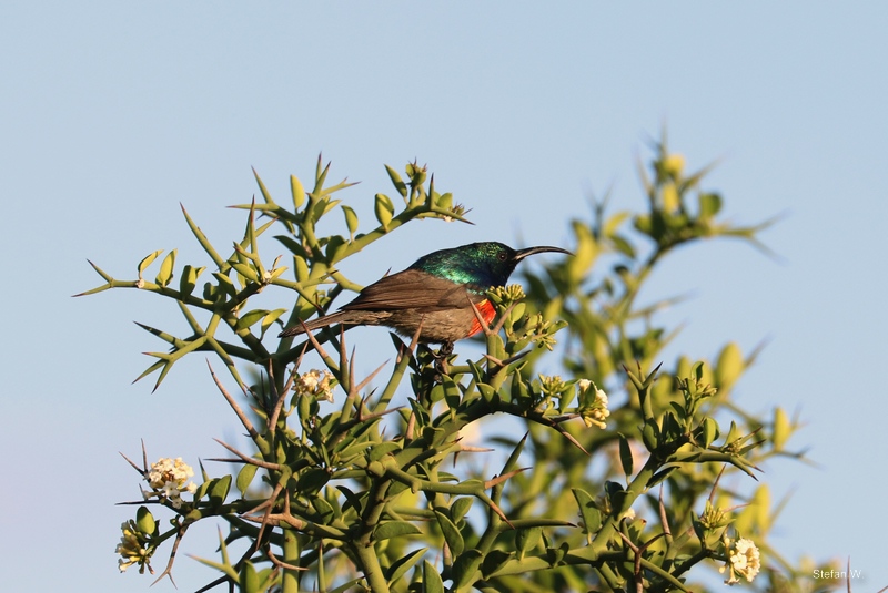greater double-collared sunbird (Cinnyris afer)