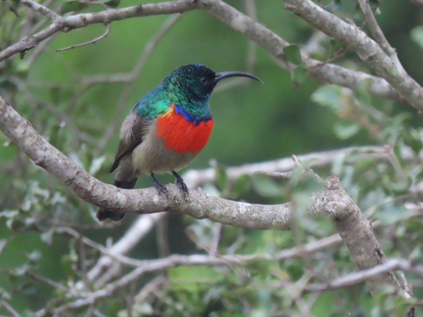 Greater double-collared sunbird (Cinnyris afer)