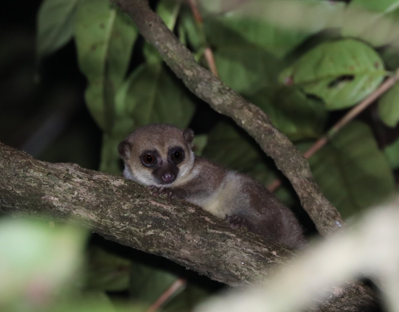 greater dwarf lemur (Cheirogaleus major)