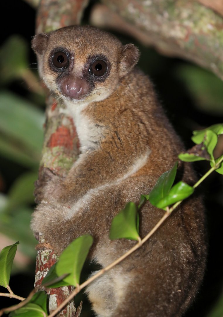 greater dwarf lemur (Cheirogaleus major)