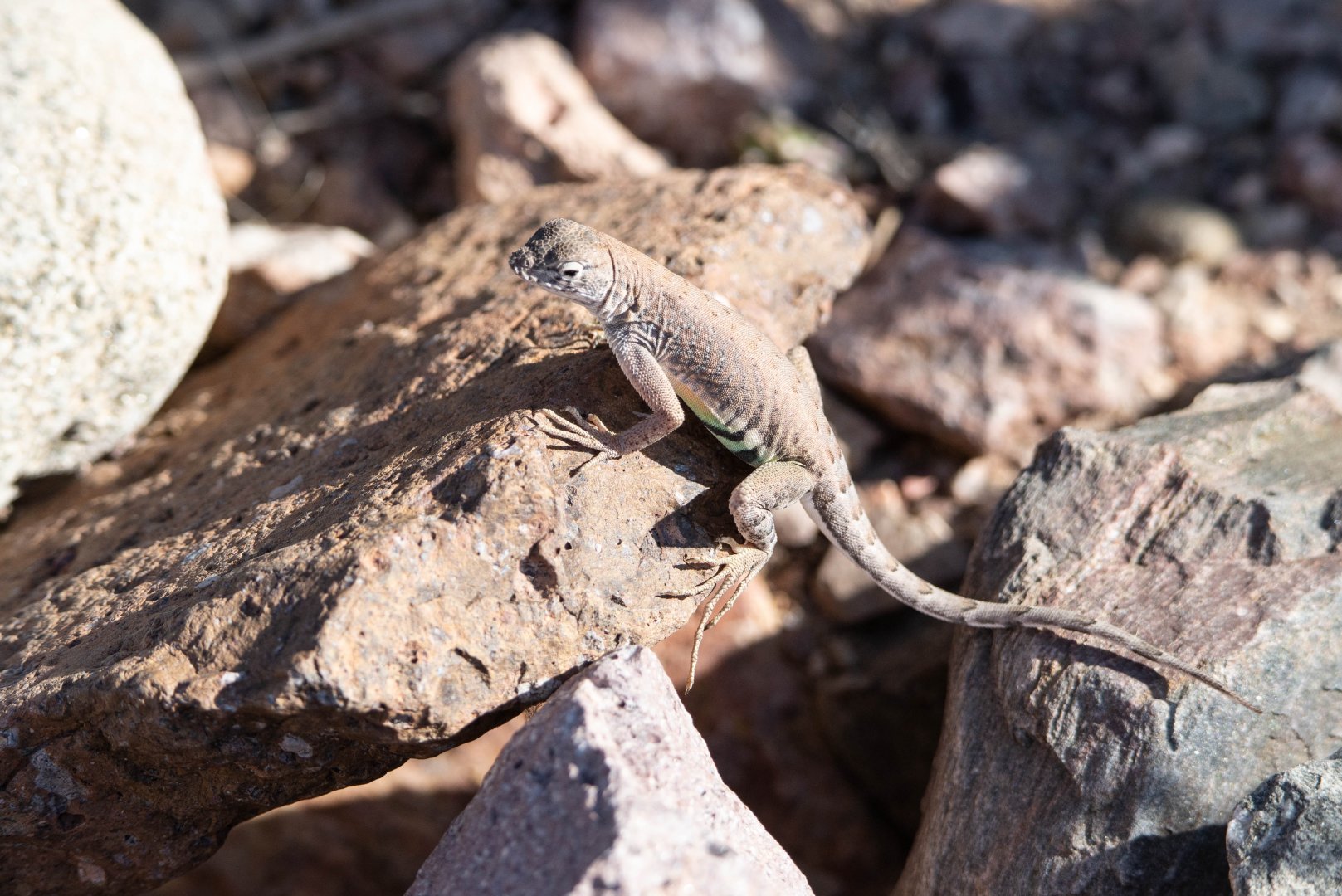 Greater Earless Lizard- Cophosaurus texanus