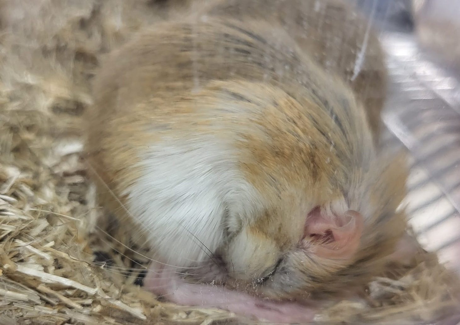 Greater Egyptian gerbil - Gerbillus pyramidum