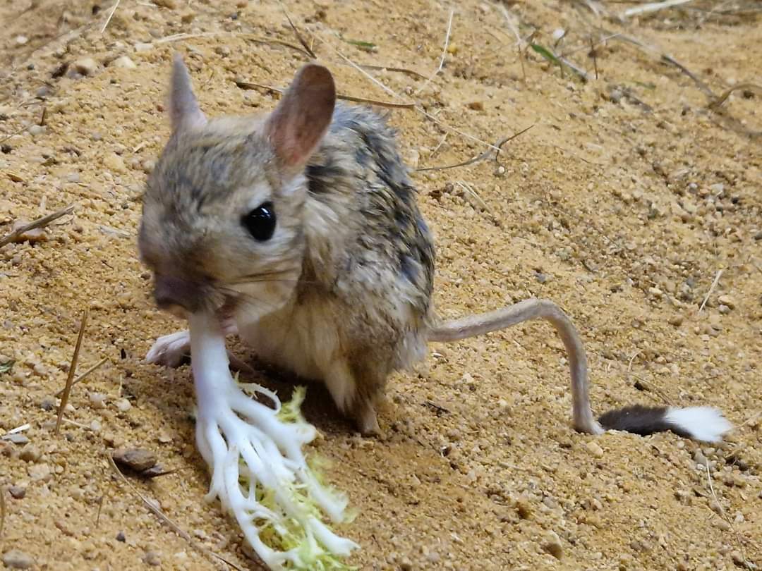 Greater Egyptian Gerboa