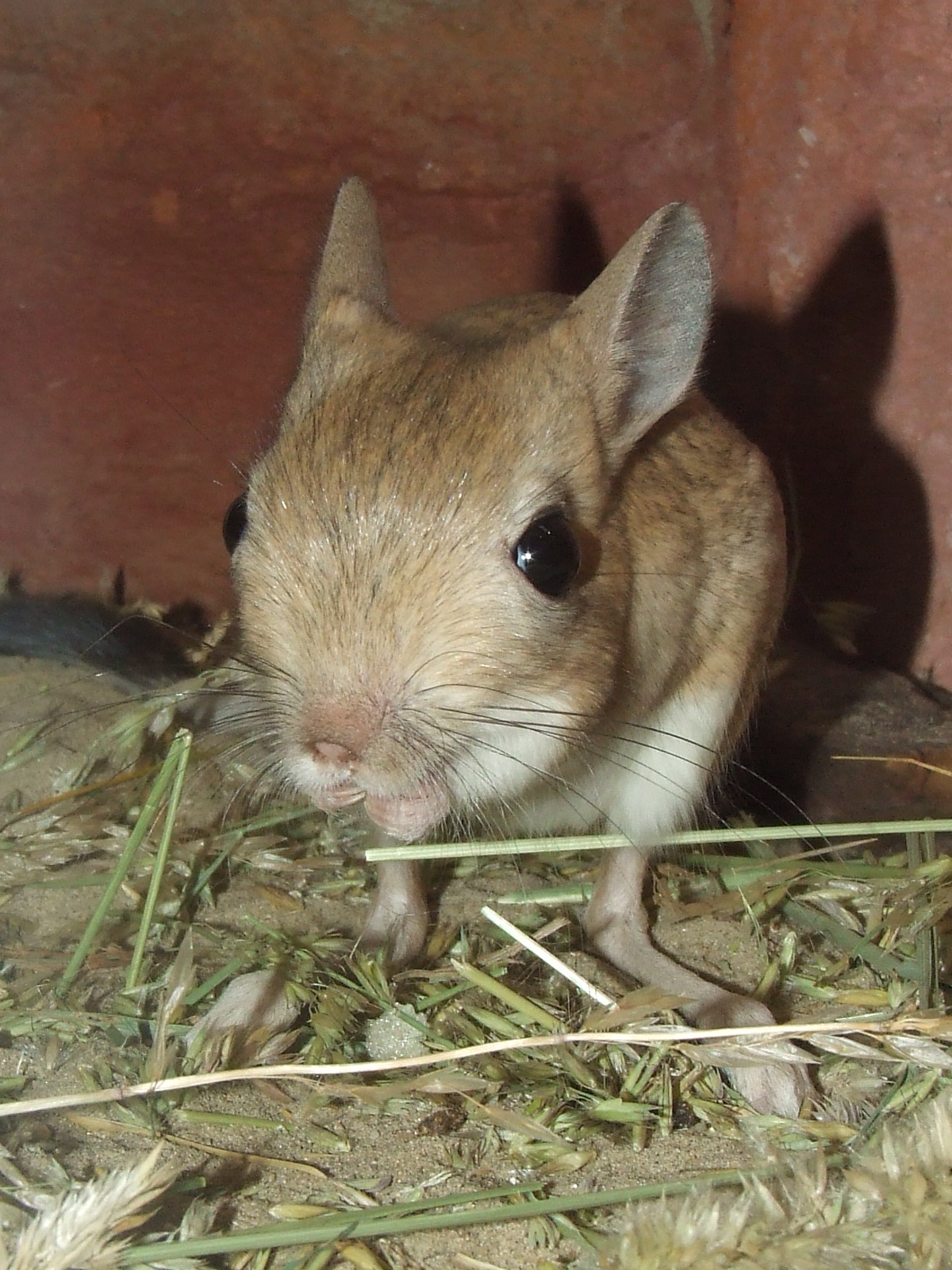 Greater Egyptian jerboa @ Budapest Zoo