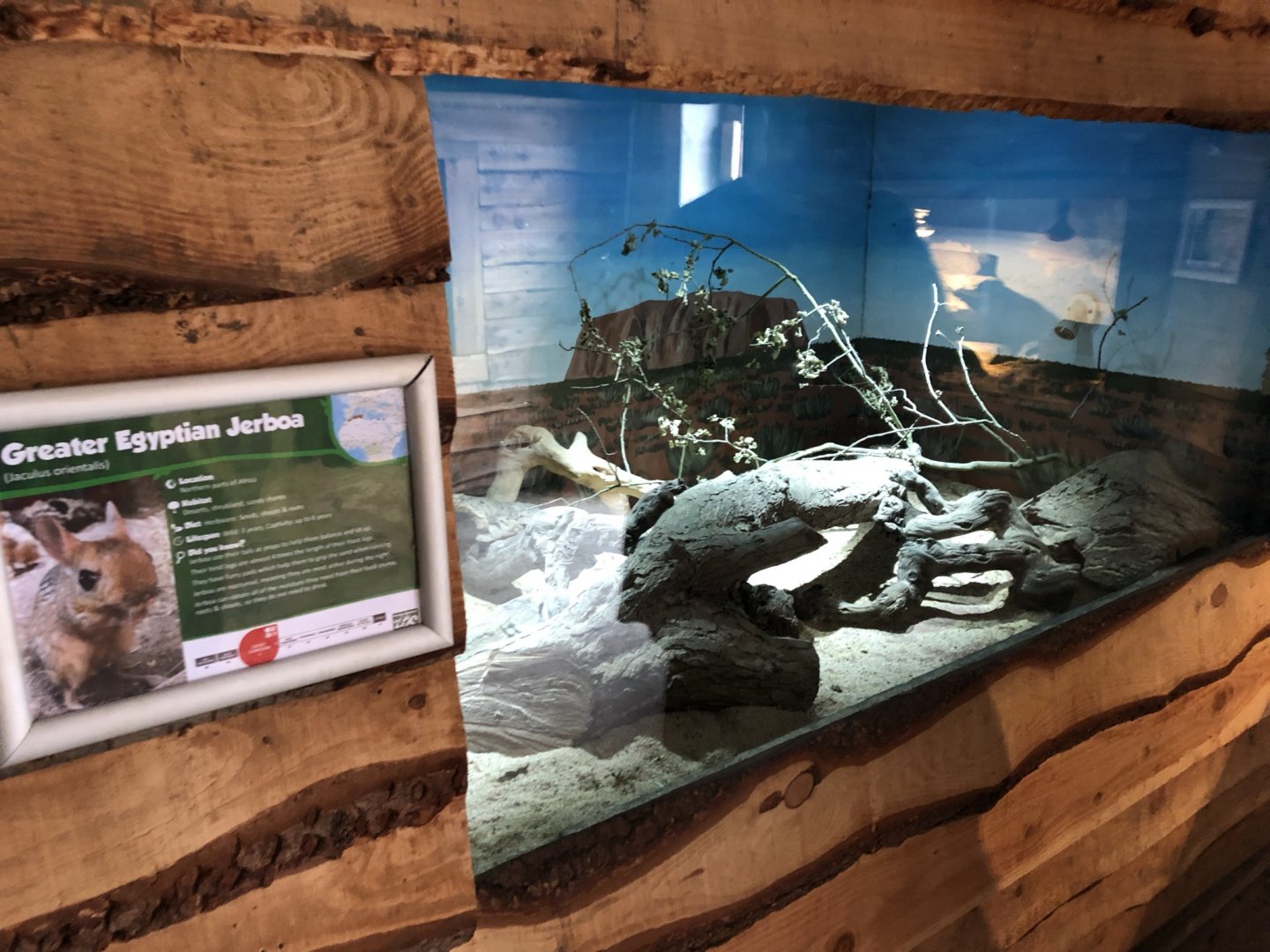 Greater Egyptian Jerboa Enclosure at Northumberland Country Zoo (September 2021)