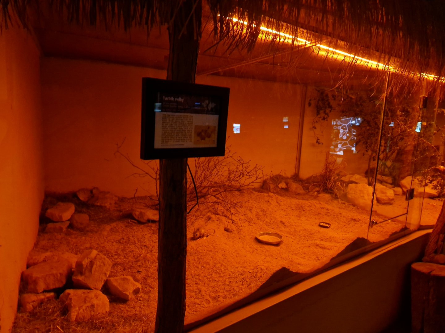 Greater Egyptian jerboa enclosure