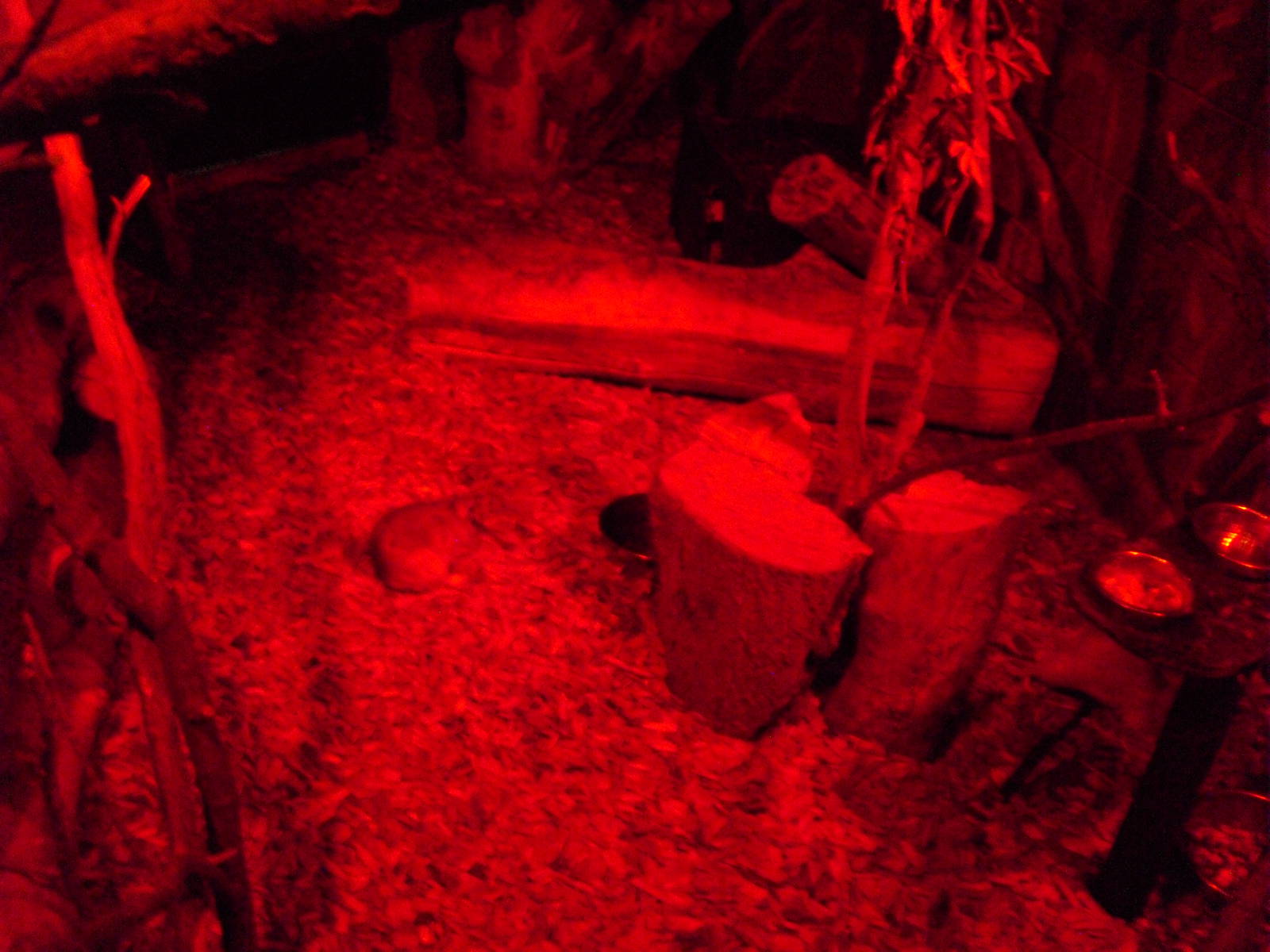 Greater Egyptian Jerboa Exhibit - 27/10/2011