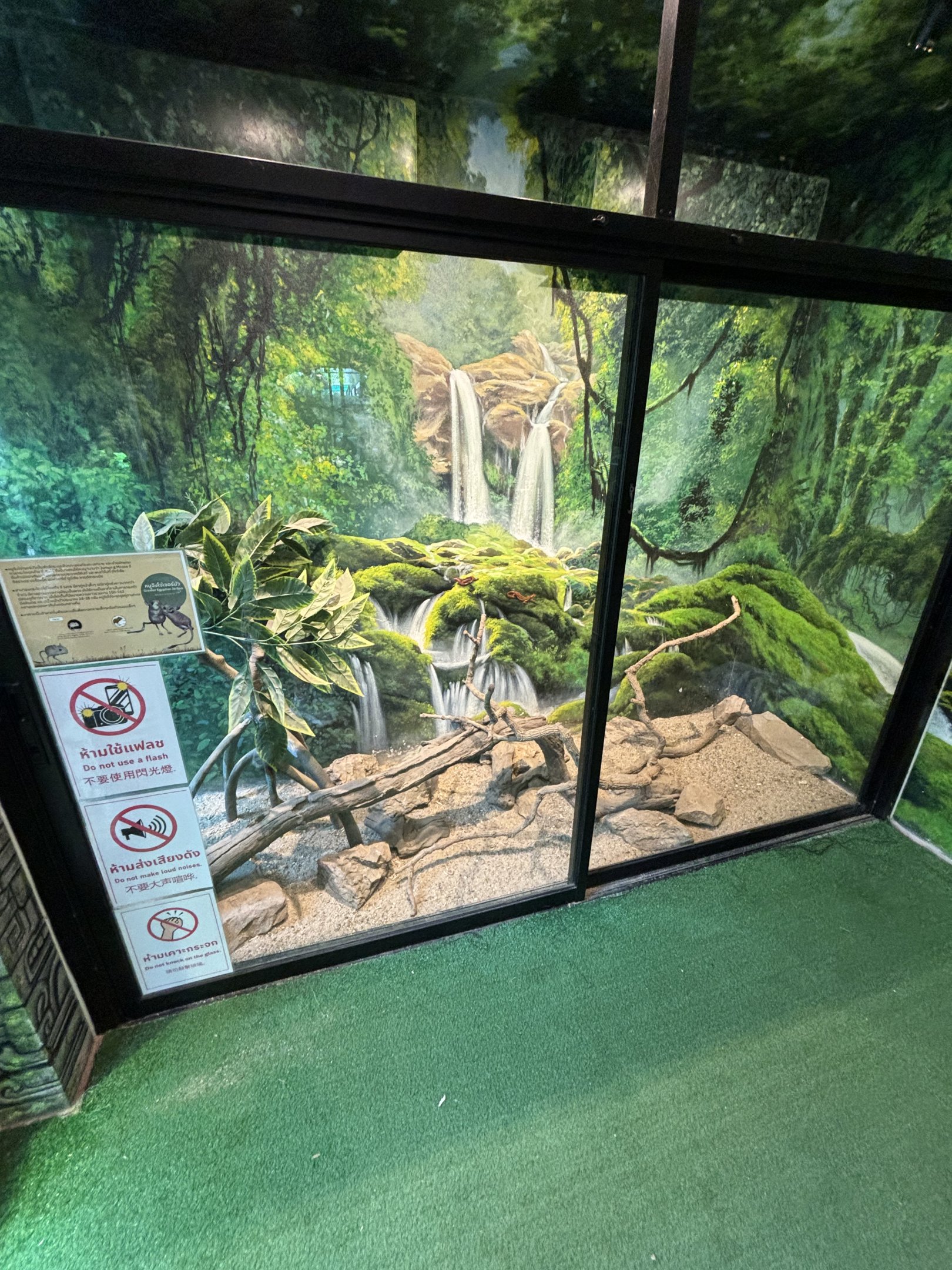 Greater Egyptian Jerboa Exhibit - Lanna Mini Zoo