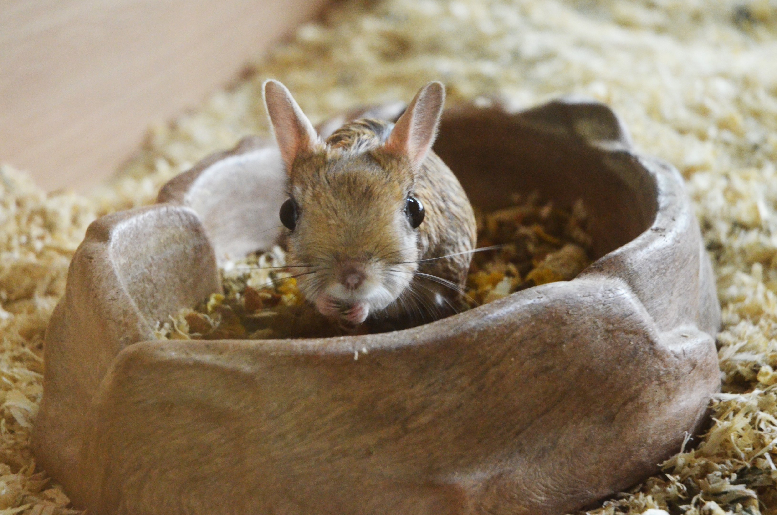 Greater Egyptian Jerboa in the Vivarium at Spaycific'Zoo, 13/06/18