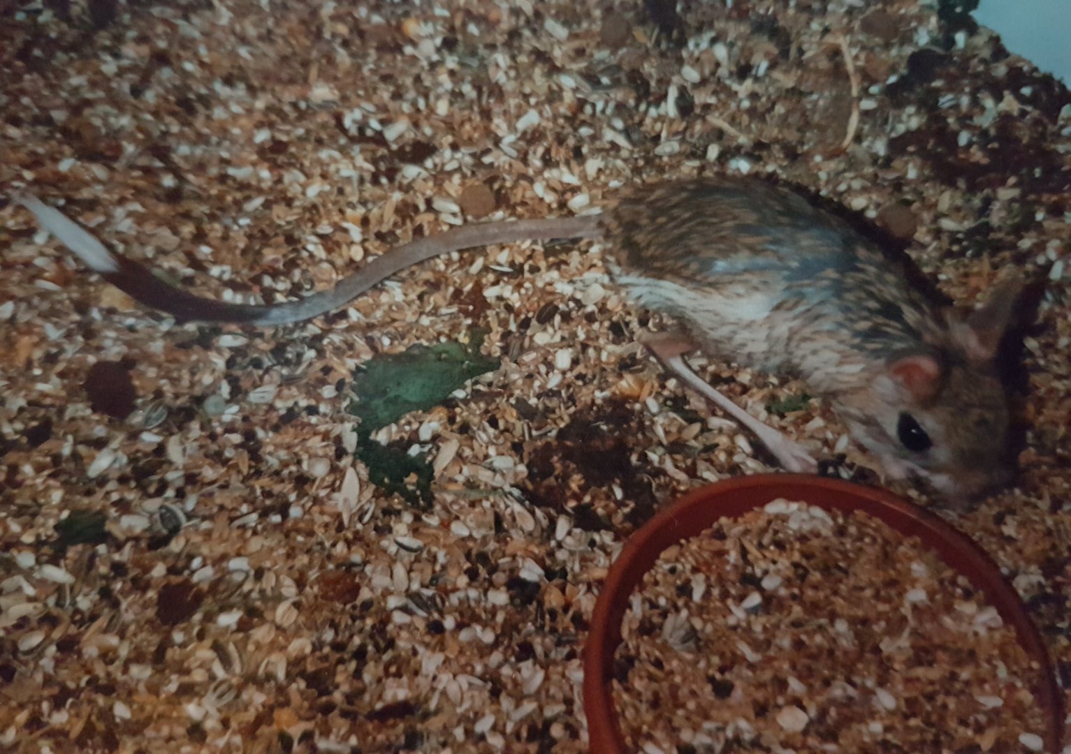 Greater Egyptian jerboa - Jaculus orientalis