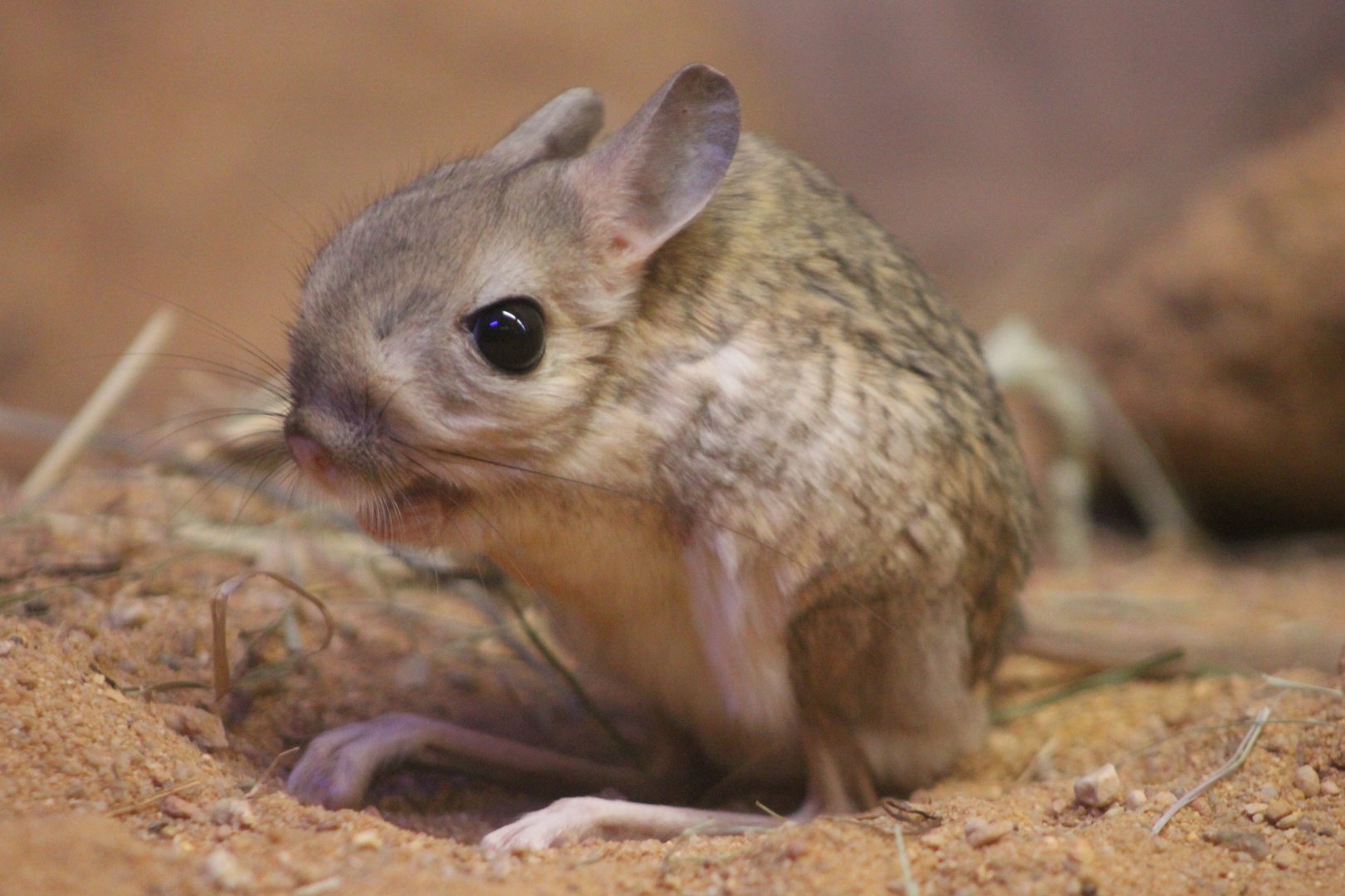 Greater Egyptian jerboa (Jaculus orientalis)