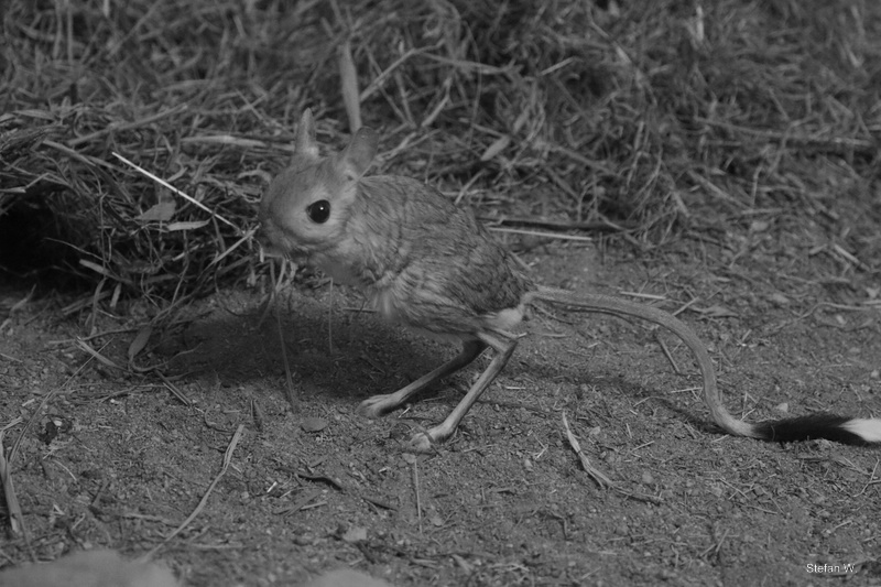 Greater Egyptian jerboa (Jaculus orientalis)