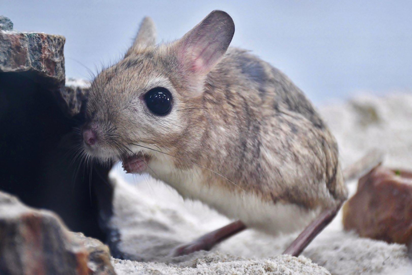 Greater Egyptian Jerboa (Jaculus orientalis)
