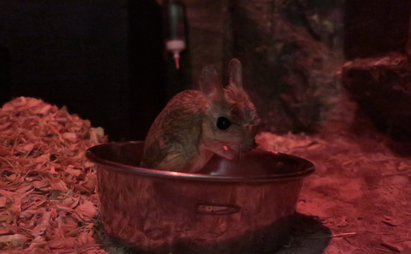 Greater Egyptian Jerboa (Jaculus orientalis)