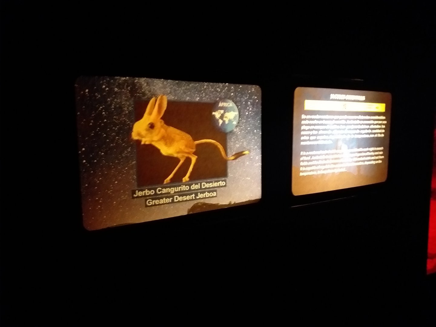 Greater Egyptian jerboa sign -TerraNatura Benidorm (2021)