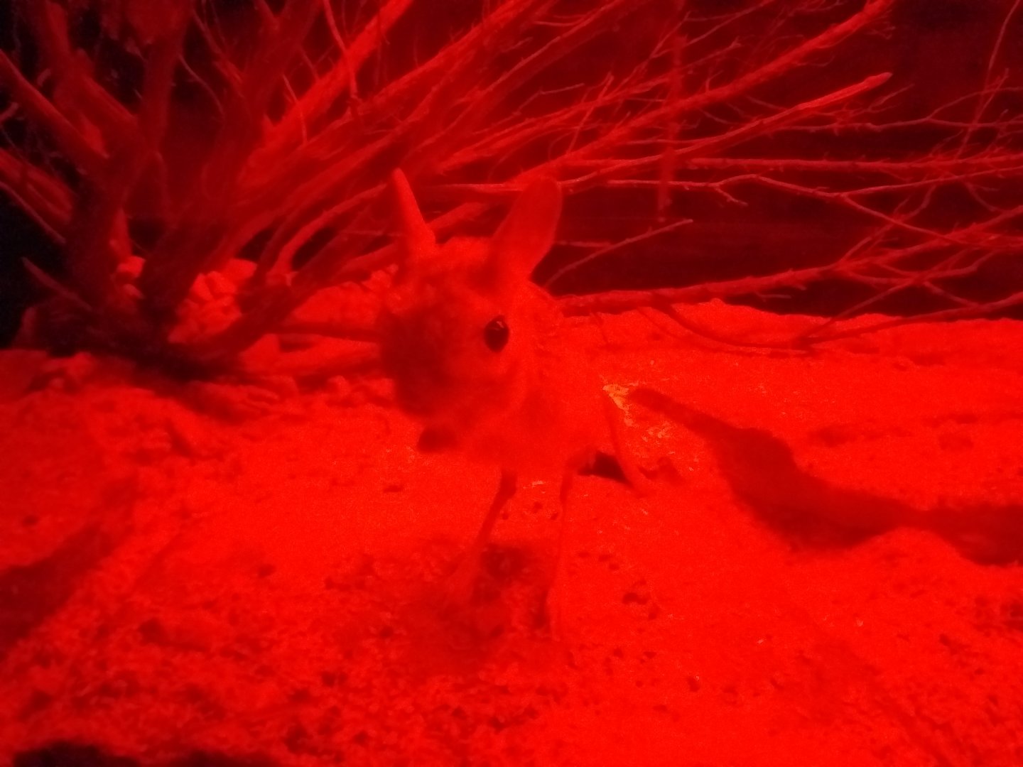 Greater Egyptian jerboa -TerraNatura Benidorm (2021)