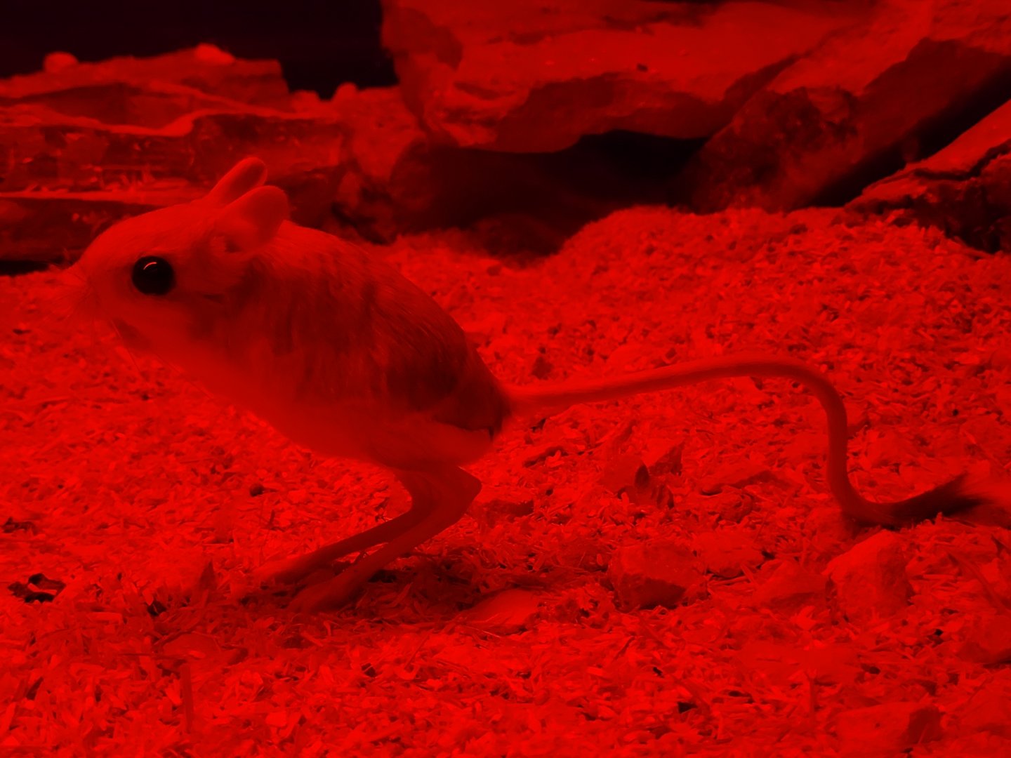 Greater Egyptian jerboa -TerraNatura Benidorm (2022)