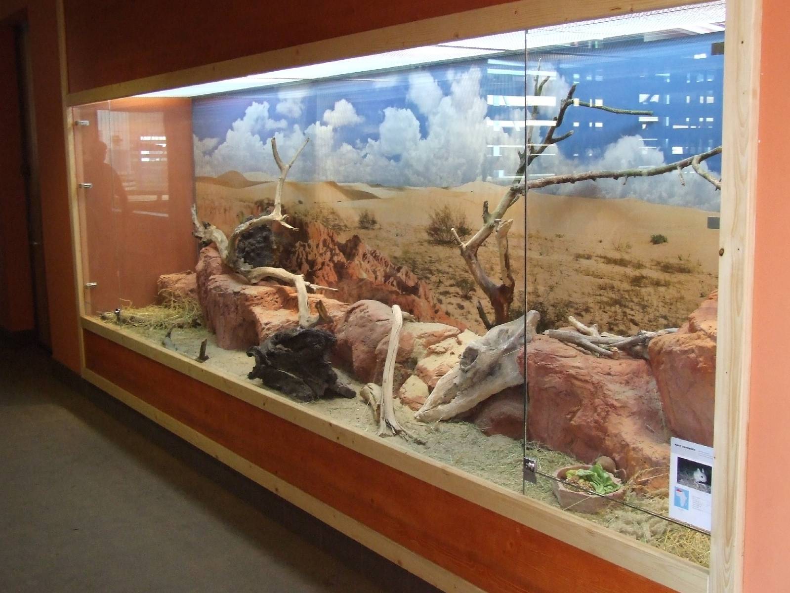 Greater Egyptian Jerboa terrarium @ Budapest Zoo