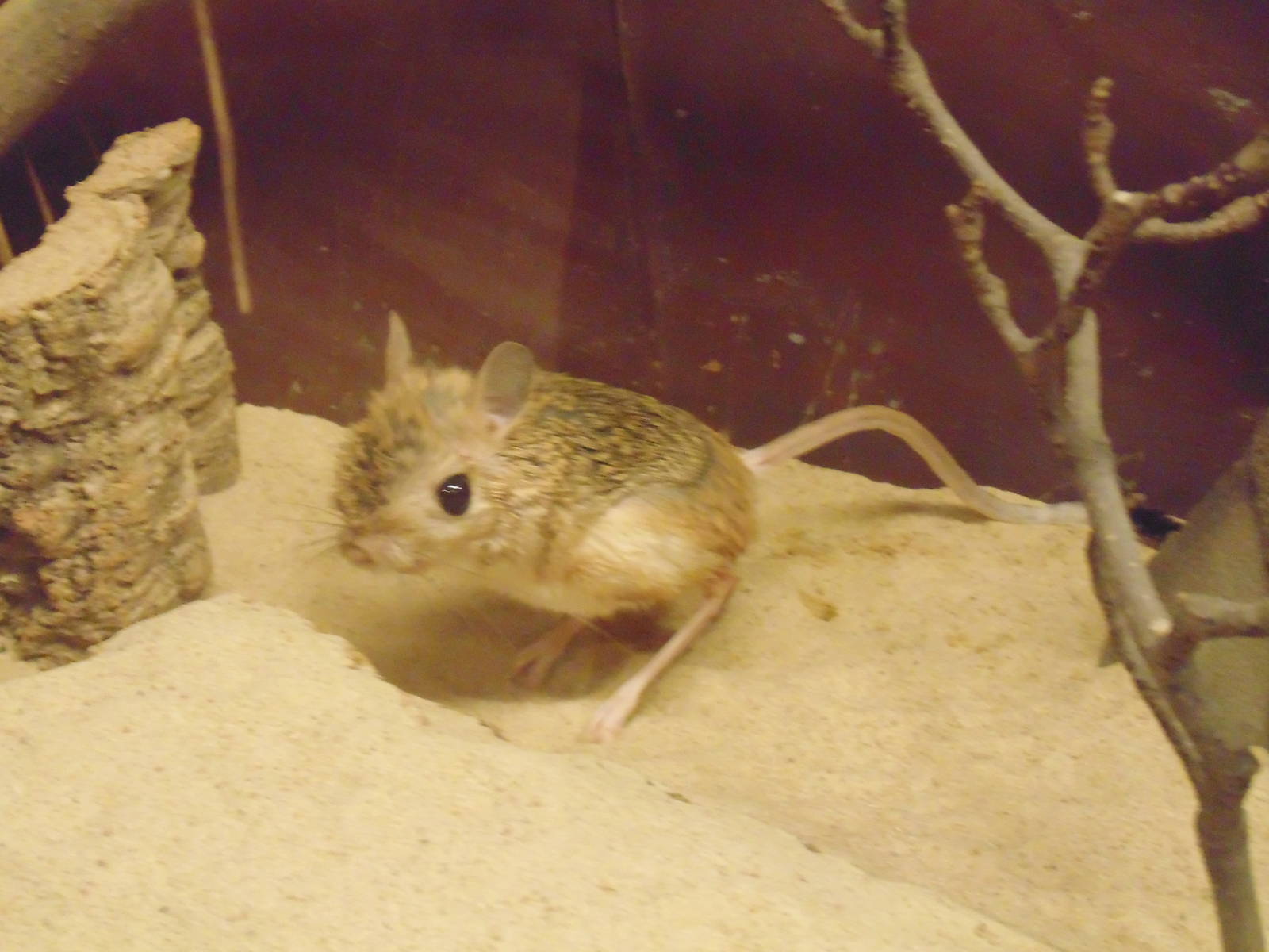 Greater Egyptian Jerboa