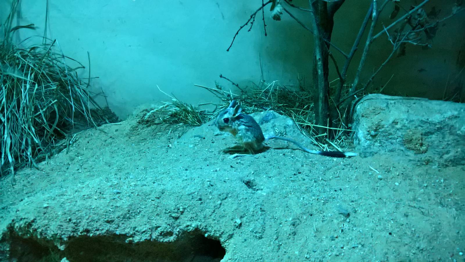 Greater Egyptian jerboa