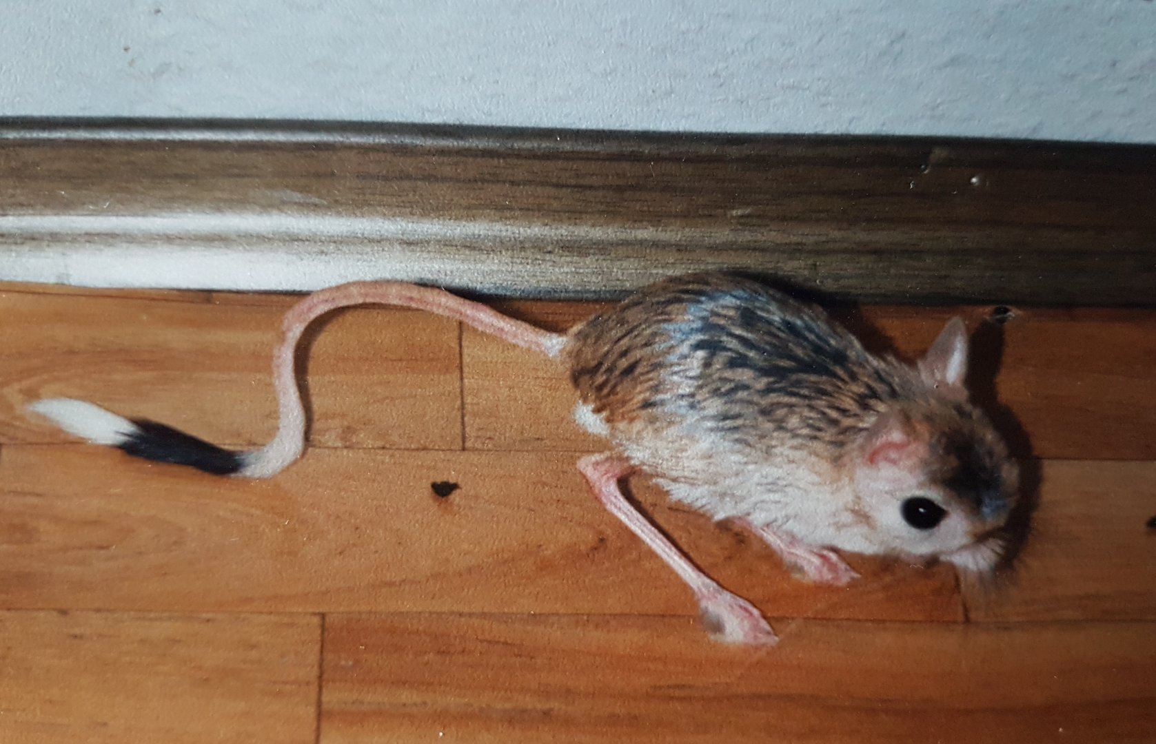 Greater Egyptian Jerboa