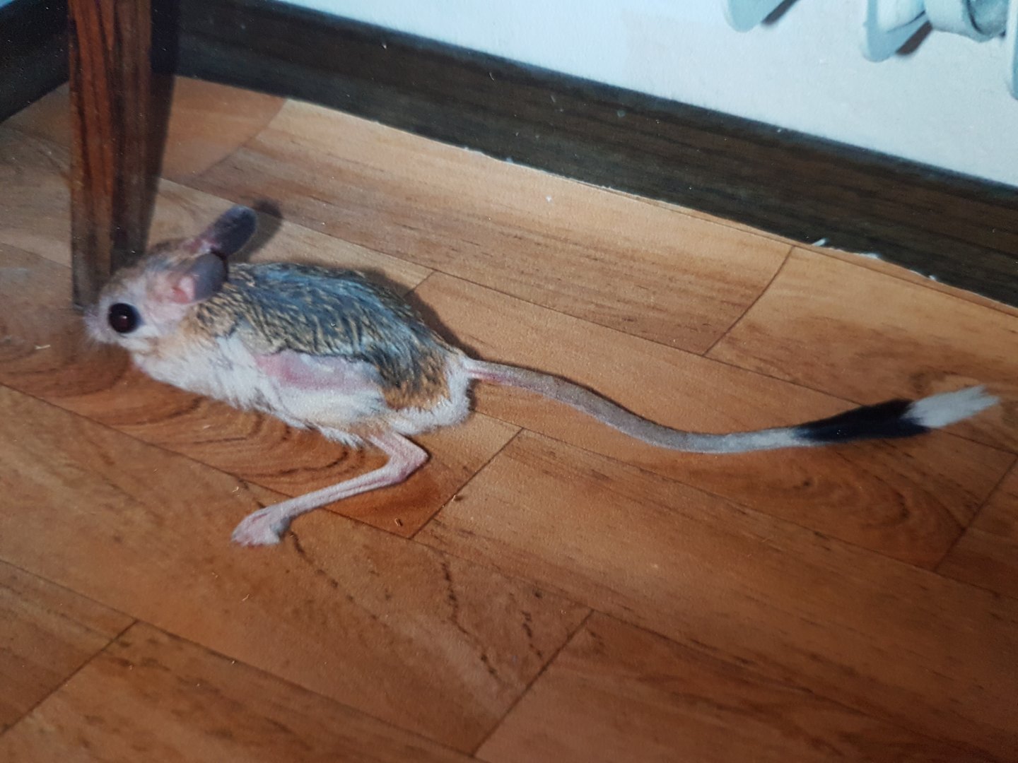 Greater Egyptian Jerboa