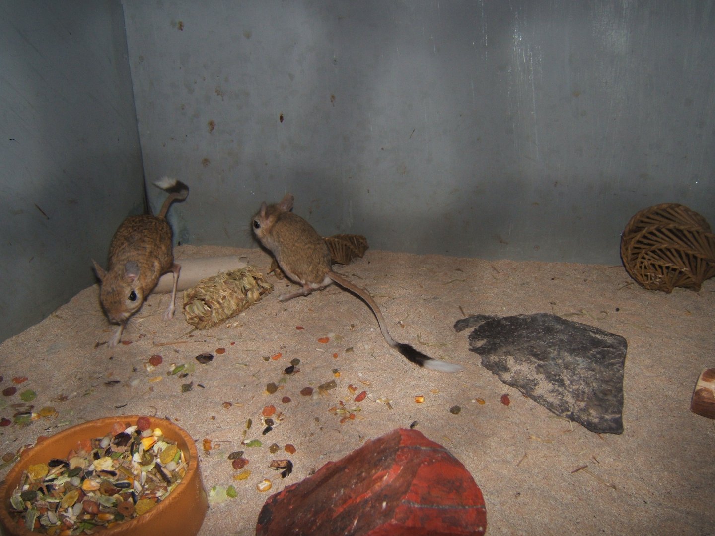 Greater Egyptian Jerboa