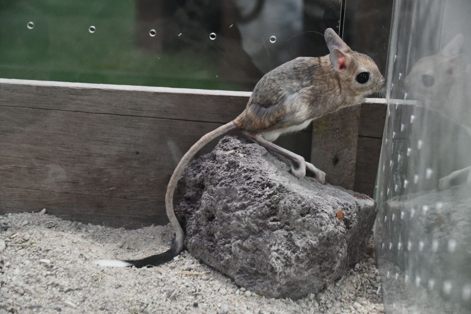 Greater egyptian jerboa