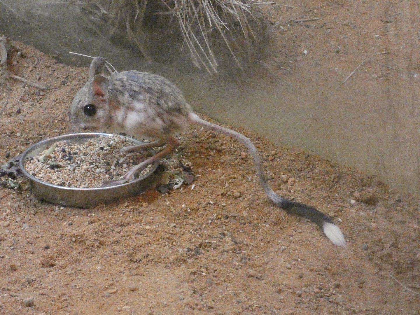 Greater Egyptian jerboa