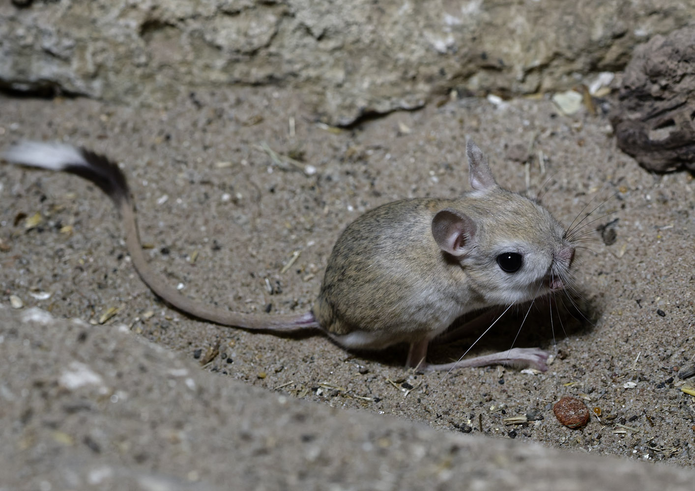 Greater Egyptian jerboa