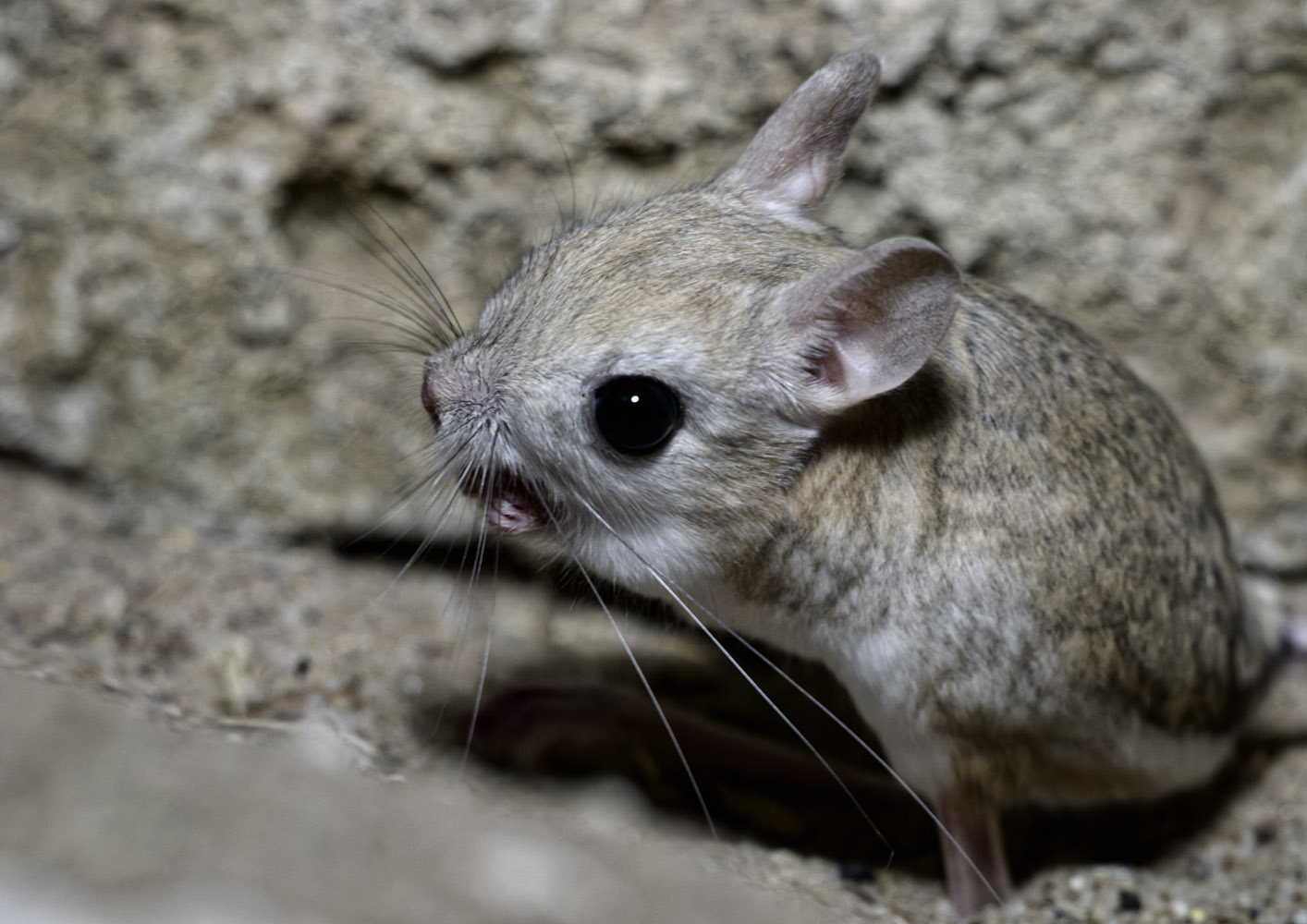Greater Egyptian jerboa