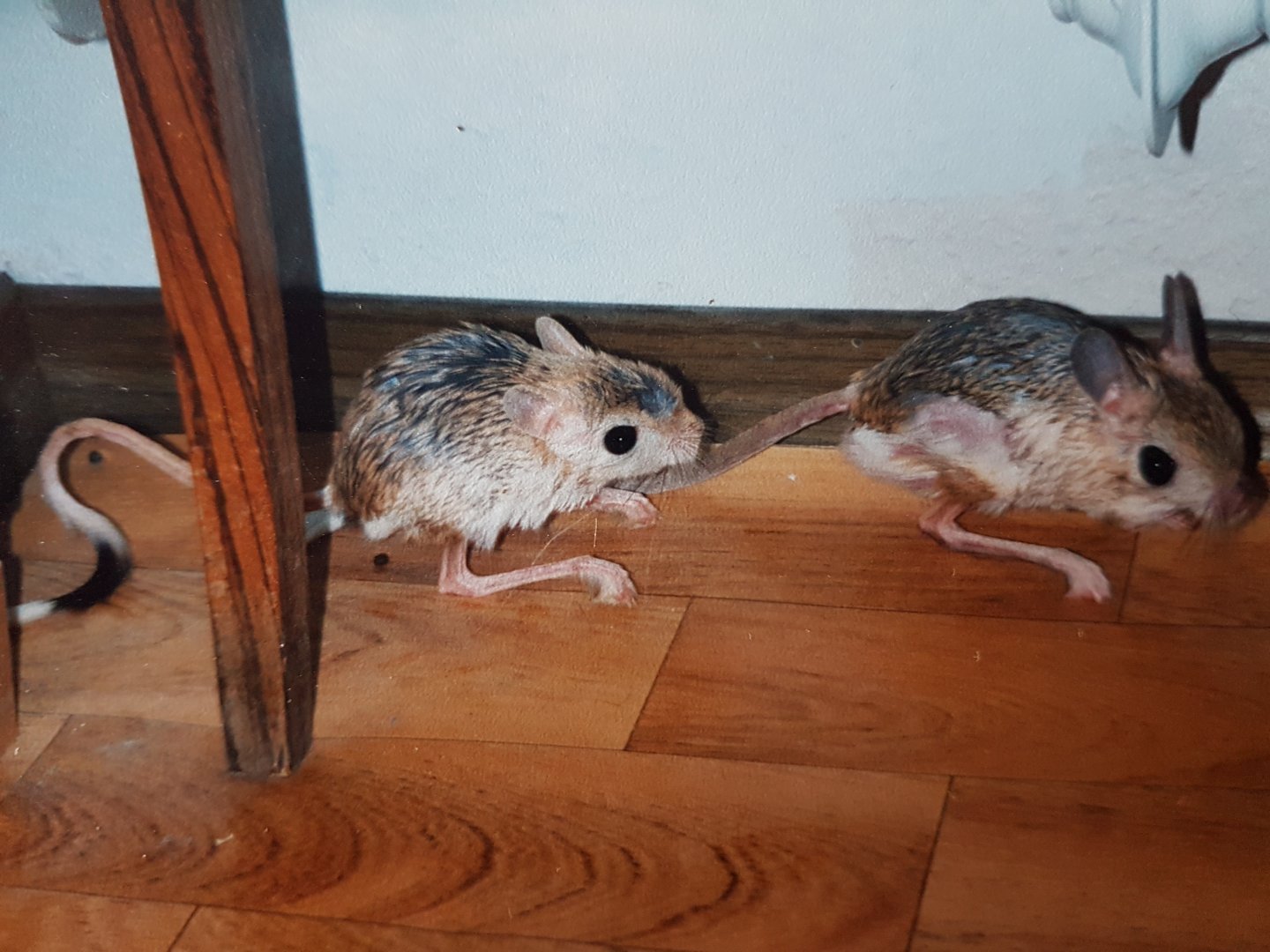 Greater Egyptian Jerboas
