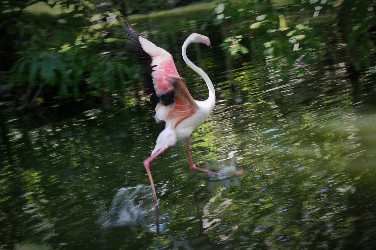 Greater Falmingo - 2015