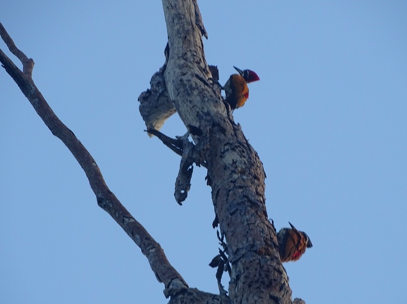 Greater flameback (Chrysocolaptes guttacristatus guttacristatus