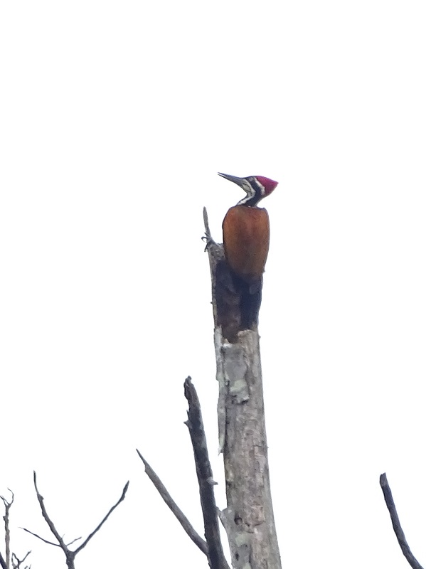 Greater flameback (Chrysocolaptes guttacristatus)